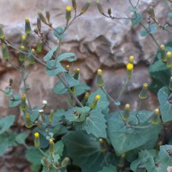 Senecio flavus