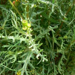 Senecio glaucus subsp. coronopifolius
