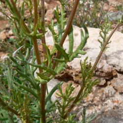 Senecio glaucus subsp. coronopifolius