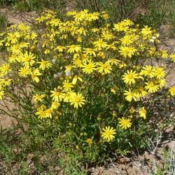 Senecio glaucus subsp. coronopifolius