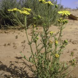 Senecio glaucus subsp. coronopifolius