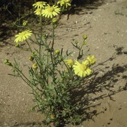 Senecio glaucus subsp. coronopifolius