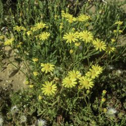 Senecio glaucus subsp. coronopifolius