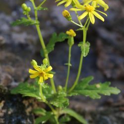 Senecio leucanthemifolius subsp. leucanthemifolius