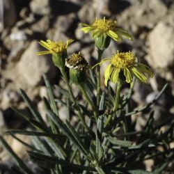 Senecio nevadensis subsp. malacitanus