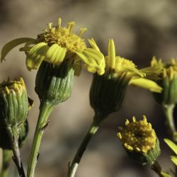 Senecio nevadensis subsp. malacitanus