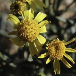 Senecio nevadensis subsp. malacitanus