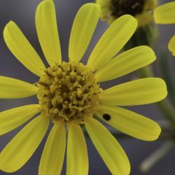 Senecio nevadensis subsp. malacitanus