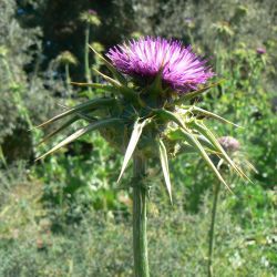 Silybum marianum