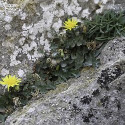 Sonchus fragilis