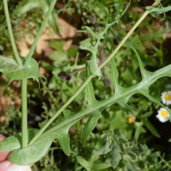 Sonchus oleraceus