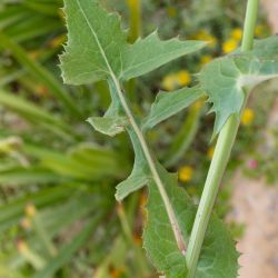 Sonchus oleraceus