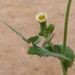 Sonchus oleraceus