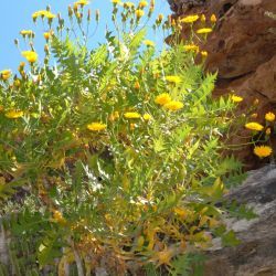 Sonchus pinnatifidus