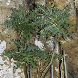 Sonchus pinnatifidus