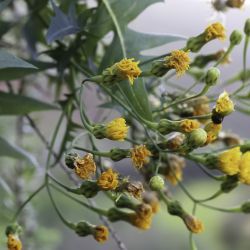 Sonchus pinnatifidus