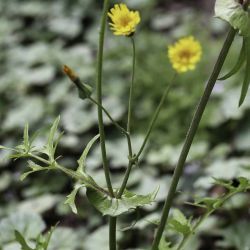 Sonchus tenerrimus