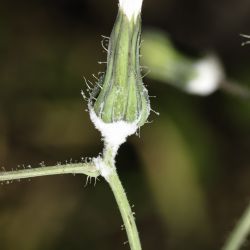 Sonchus tenerrimus