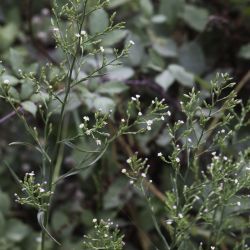 Symphyotrichum squamatum