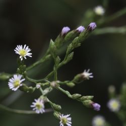 Symphyotrichum squamatum