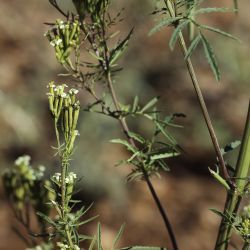 Tagetes minuta