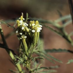 Tagetes minuta