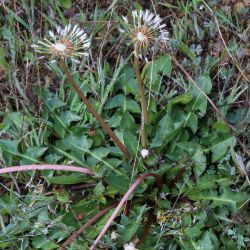 Taraxacum obovatum