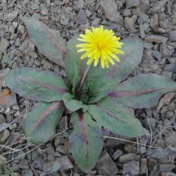 Taraxacum ochrocarpum