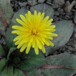 Taraxacum ochrocarpum