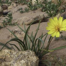 Tourneuxia variifolia