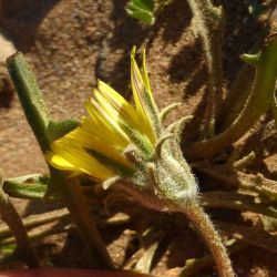 Tourneuxia variifolia