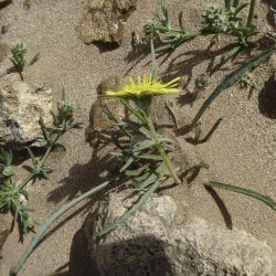 Tourneuxia variifolia