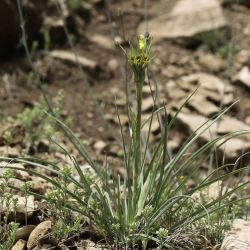 Tragopogon crocifolius