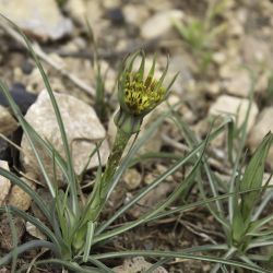 Tragopogon crocifolius