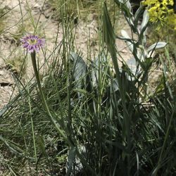 Tragopogon porrifolius