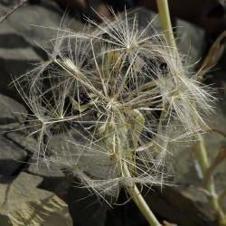 Tragopogon porrifolius