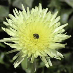 Urospermum dalechampii