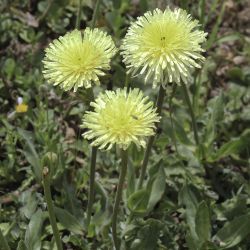 Urospermum dalechampii