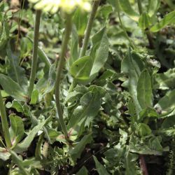 Urospermum dalechampii