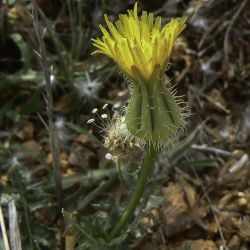 Urospermum picroides