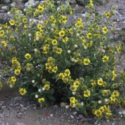 Verbesina encelioides