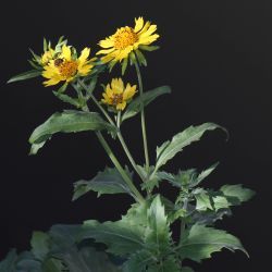 Verbesina encelioides