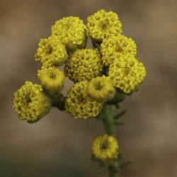 Vogtia annua