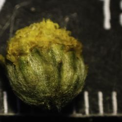 Vogtia annua