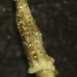 Vogtia annua