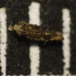 Vogtia annua