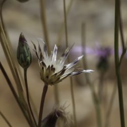 Volutaria belouinii