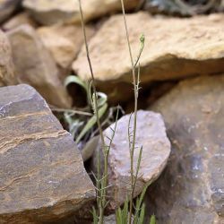 Volutaria crupinoides