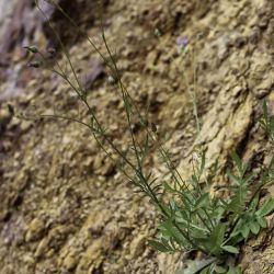 Volutaria crupinoides