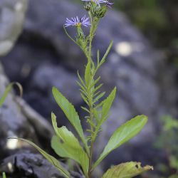 Volutaria crupinoides